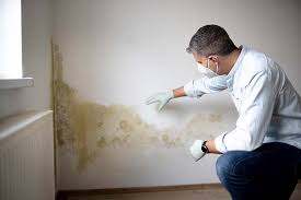 Reliable St David, AZ Mold Prevention & Removal  Solutions